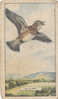 Image Bird Oiseau  /  Skylark  /  Alouette   //  Ref 01/8 - Gallaher