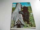 Orso Young Black Bear - Beren