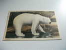 Orso Polar Bear - Ours