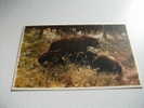 Orso Black Bear And Cubs - Bären
