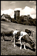 ÄLTERE POSTKARTE GEROLSTEIN QUELLENSTADT IN DER EIFEL Kuh Kühe Cow Cows Farming Vach Vaches Ansichtskarte Cpa Postcard - Gerolstein
