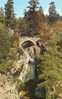 14433   Regno  Unito,  Scozia,  The  Falls Of  Bruar  Near Blair  Athol,  VGSB - Perthshire