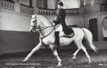 Austria- Postcard(photo) Unused-Equestrian- Spanish School - Extended Trap - 2/scans - Reitsport