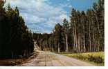 ETATS UNIS ARIZONA Kaibab National Forest - Grand Canyon