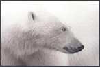 White Bear - Beren