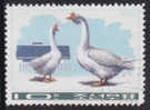 Couple D' Oies - Geese