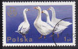 Oies - Geese