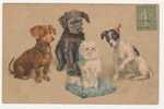 Carte Fantaisie-4 Petits Chiens - Dogs