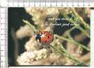 COCCINELLE -   Tant Que Dure La Vie, Le  Bonheur Peut Surgir - Insects