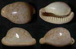 N°3807 // CYPRAEA  FUSCORUBRA   "AFRIQUE Du SUD" //  F++/F+++  :  GROSSE : 36,3mm  . - Seashells & Snail-shells