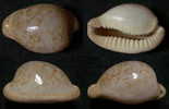 N°3807 // CYPRAEA  FUSCORUBRA   "AFRIQUE Du SUD" //  F++/F+++  :  GROSSE : 36,3mm  . - Coquillages