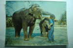 Elephant - Carte 3 D - 3D - Éléphants