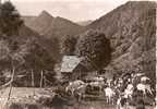 Haut Rhin - Munster , Troupeau De Chèvres A La Vallée De La Wormsa , Ed Photo Arnold De Colmar - Munster