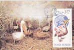 Pélicans In The Danube Delta - 1986 Maxicard,cartes Maximum Romania. - Pelicans