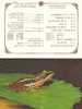 Folder 1988 Taiwan Amphibians / Frogs Stamps Frog Fauna - Frogs