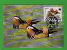 Oiseaux Birds (Aix Galericulata) Ducks Canards Animals Aves Animaux Faune DPR KOREA Carte Maximum Card WWF Sp1766 - Eenden