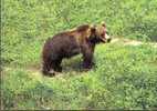 Orso Bruno - Ours