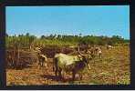 RB 701 - Fiji Postcard - Loading Cane - Bullocks - Figi