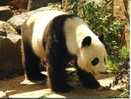 1 X China Animal Postcard - Panda Or Giant Panda - Ours Panda - Beren