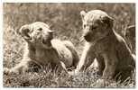 BABY LIONES-ORIGINAL PHOTOGRAPHY-not Traveled - Lions