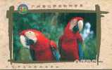 Birds Oiseaux Vögel Pájaros Parrot   ,       Prepaid Card  , Postal Stationery - Perroquets & Tropicaux