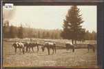 CHEVAUX DES FRANCHES MONTAGNES - TB - Altri & Non Classificati