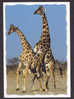 Kenya PPC Giraffes  - Happy Time In The Bush DIANI B. Sent To Denmark (2 Scans) - Girafes