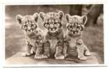 ORIGINAL PHOTOGRAPHY FROM BUDAPEST ZOO-BABY TIGERS-not Traveled - Tigres