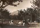 Savoie - Monastère Du Carmel , Le Verger Moutons , Ed Photo Covin - Chambery