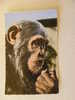 Monkey - Chimpanzee - Burundi - D73417 - Apen