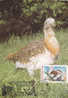 Birds Otis Tarda 1989 CM,maxicard,cartes Maximum Romania. - Gallinaceans & Pheasants