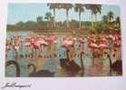 FLAMINGOS AND SWANS ON THE INFIELD LAKE AT BEAUTIFUL HIALEAH RACE COURSE. HIALEAH, FLORIDA - Miami