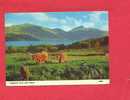 Royaume Uni - Ecosse - Highland Cow And Calves ( Card Posted In Stirling) - Stirlingshire