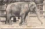 PARIS - Jardin Des Plantes - L' Eléphant Rachel - Elefanti