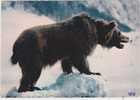 CPM  " OURS Des PYRENEES " - - Bears