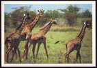 POSTCARD - Mint - Girafes Girafes Giraffen Girafe Giraffe Jirafa Jirafas - Giraffe - Carte Neuve Non écrite - Mammals - Jirafas