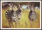 ZEBRE DE BURCHELL (Equus Quagga Burchelli) - Afrique - Carte Neuve Non écrite - Mint - Zebra's