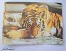 SIBIRISCHER TIGER. FOTO R. RELY. TIGRE - Tigres