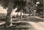 Cpm Gourdon Promenade De L´arbre Rond - Gourdon