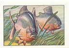 Image / Record De Férocité  / Piranha /  Poisson Fish  // Ref IM 6-K/234 - Nestlé