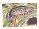 Image / Record De Saut  / Saumon /  Salmon /  Poisson Fish  // Ref IM 6-K/234 - Nestlé