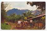 COSTA RICA AGRICULTURE FARMER  BULL PLOUGH OX - VINTAGE POSTCARD WIN379 - Costa Rica