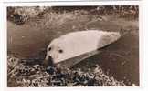 UK1042   FARNE ISLANDS : Grey Seal Calf ( Zeehond) - Autres & Non Classés