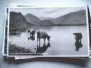 Engeland England Angleterre Cumbria Keswick Cattle - Other & Unclassified