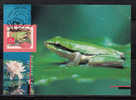 Australia 1997 Tree Frog Maxicard - Frösche