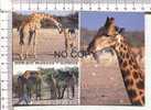 NAMIBIA  WILDLIFE  -  GIRAFFE  -   3 Vues  :  GIRAFES Et GIRAFON - Jirafas