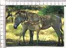 ZEBRES - - Zebra's