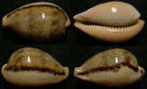 N°3893 // CYPRAEA  HUNGERFORDI  "TAIWAN" // F++/F+++ : GEANTE : 42,5mm  . - Muscheln & Schnecken