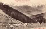 65 COL D'ASPIN - Les Paturages Et Le Pic Du Midi - Otros & Sin Clasificación