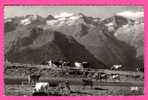 Delcampe - Pâturages Sur La Route De Luchon à Superbagnères - Vaches - APA - 1964 ( N 1974 ) - Luchon